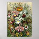 Search for botanical illustration posters Floral