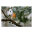 Search for robins posters Redbreast