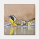 Search for commons magnets Bird