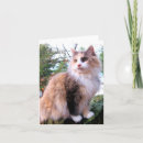 Search for calico cat cards Animals