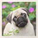 Search for pug dog coasters Puppy