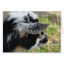 Search for nigerian dwarf goat Caprine