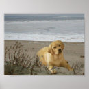 Search for labrador retriever posters Puppies