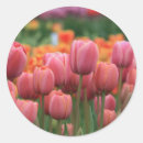 Search for pink tulip stickers Orange