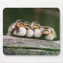 Search for duck mouse mats Colour image
