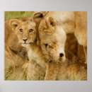 Search for female lion posters Pride