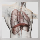 Search for organ system posters Front view