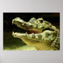 Search for tier posters Animal