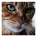 Search for bengals art Cat