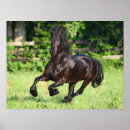 Search for black friesian horse posters Running