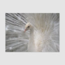 Search for white feather tissue paper Peafowl