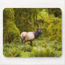 Search for rain forest electronics Alaska