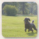 Search for poodle coasters Outdoors