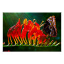 Search for blue morpho butterfly posters Flower