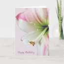 Search for amaryllis cards Bloom