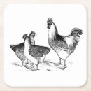 Search for ranching coasters Chicken