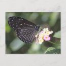 Search for pretty blue butterflies postcards Animals