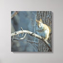 Search for red squirrel photography Wildlife