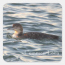 Search for common loon Birds