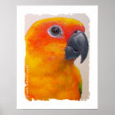 Search for sun conures posters Parrots