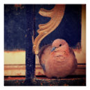 Search for fluff posters Bird