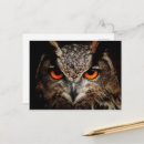Search for owl eye Modern