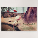 Search for learning tools Animals