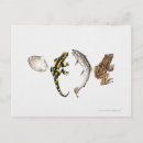 Search for salamander postcards Yellow