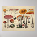Search for purple mushrooms posters Red