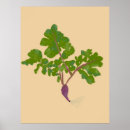 Search for turnip art Radish