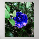 Search for alter photography Flower