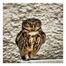 Search for brown owl posters Bird of prey