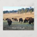 Search for bison postcards Nature