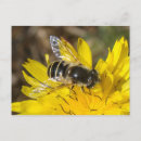 Search for hoverflies Animals