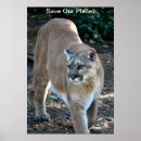 Search for lion predator posters Wildlife