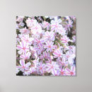 Search for phlox art pink