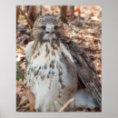 Search for red tailed hawk posters Animal