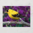 Search for american goldfinch postcards Birds