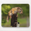 Search for squirrel mouse mats Woodland