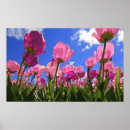 Search for spring bulbs posters Garden