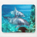 Search for swimming dolphin electronics Blue