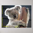 Search for marsupials posters Koala