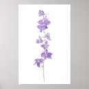 Search for larkspur posters Floral