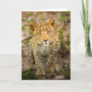 Search for leopard digital cards Nature