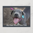 Search for puppy face postcards Puppies