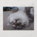Search for vampire kitty postcards Cute