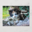 Search for calico kitten cards Feline