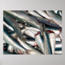 Search for sardines art Sea