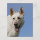 Search for white german shepherd postcards Alsatian