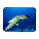 Search for grace magnets Swimming